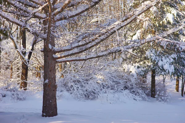 Floresta escura de inverno — Fotografia de Stock