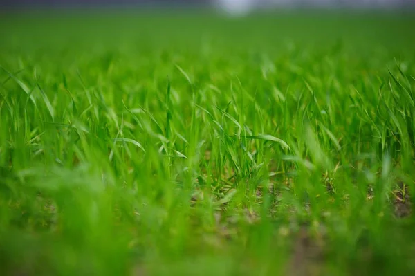Hierba verde fresca, enfoque selectivo — Foto de Stock