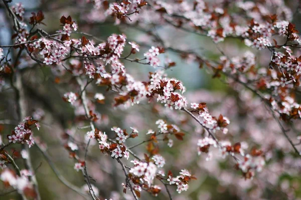 Beautiful blooming cherry tree — Stock Photo, Image