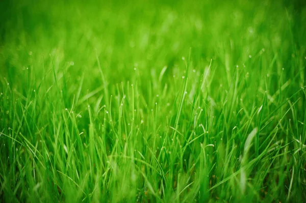 Frisches grünes Gras, selektiver Fokus — Stockfoto