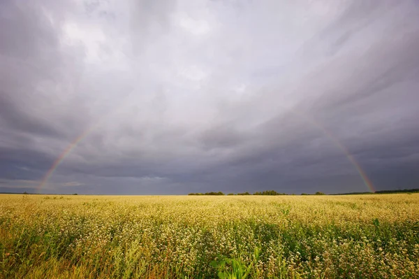 Rural tęcza krajobraz z pole pszenicy — Zdjęcie stockowe