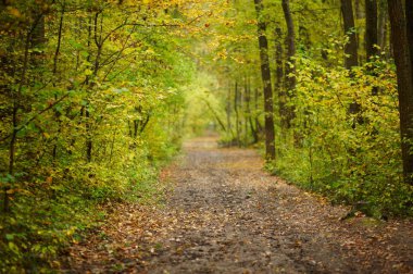 Sonbahar ormanlarında yol