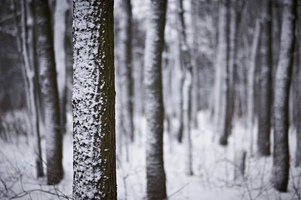 Árvores cobertas de neve na floresta de inverno — Fotografia de Stock