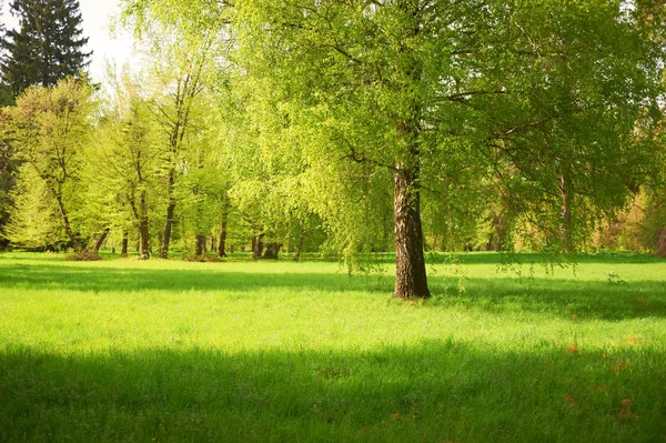 Zelený trávník se stromy v parku pod slunečné světlo — Stock fotografie