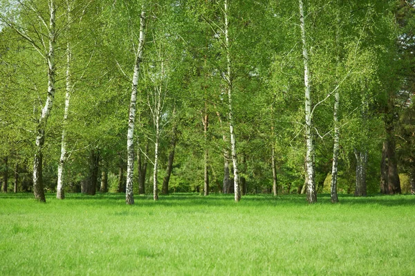 Gramado verde com árvores no parque sob a luz do sol — Fotografia de Stock