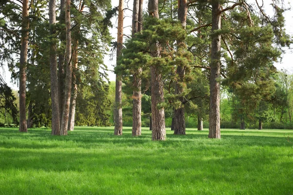 Césped verde con árboles en el parque bajo luz soleada —  Fotos de Stock