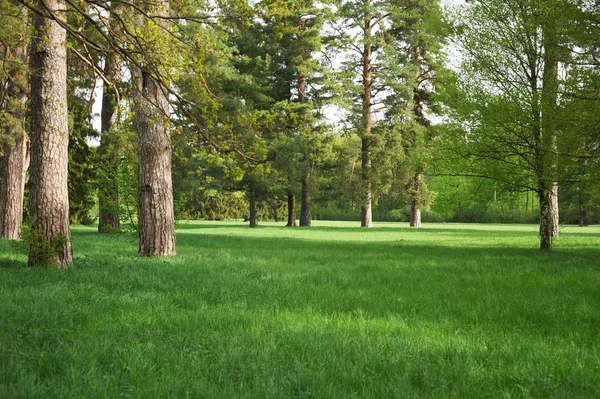 Green lawn with trees in park under sunny light — Stock Photo, Image