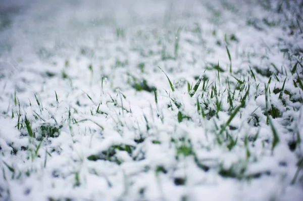 Młoda trawa zielony Wyświetlono po śniegu — Zdjęcie stockowe