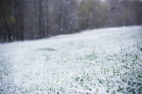 Młoda trawa zielony Wyświetlono po śniegu — Zdjęcie stockowe
