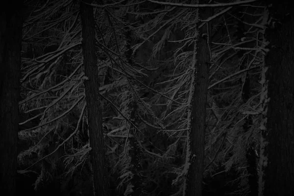 눈으로 덮여 짜증 겨울 숲의 풍경 — 스톡 사진