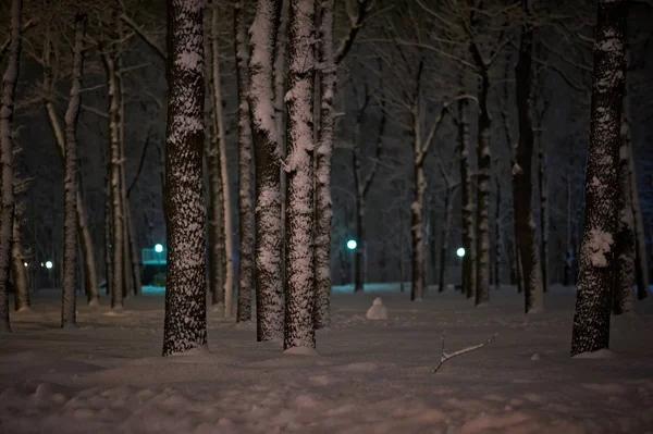 Winter sneeuw nacht Park — Stockfoto