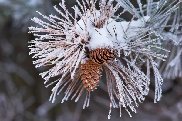 Matowe igieł sosnowych z szyszek — Zdjęcie stockowe