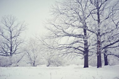 donmuş ağaçlar orman ağaç dalları hoarfrost kaplı.
