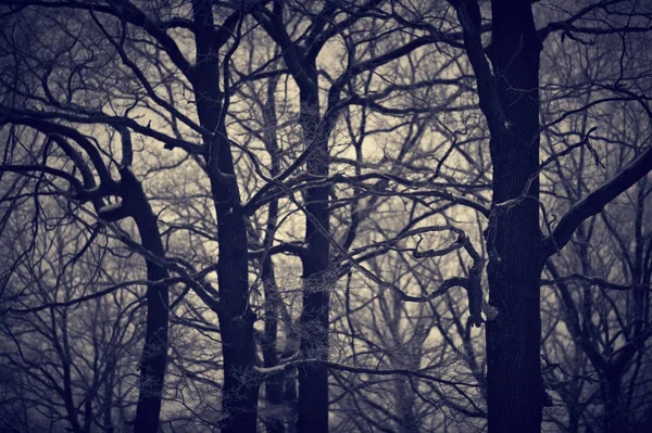 Krajobraz, zima upiorny lasu pokryte śniegiem — Zdjęcie stockowe
