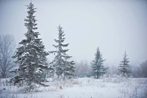 Winterlandschap met Frosted sparren — Stockfoto