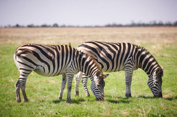 Two Zebras grazing on grass at summer day