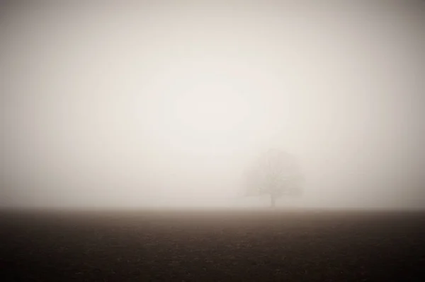 Samotny dąb gołe w polu we mgle — Zdjęcie stockowe