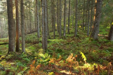 Güneş ışığıyla güzel yeşil orman
