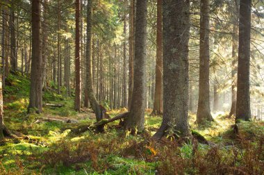 Güneş ışığıyla güzel yeşil orman