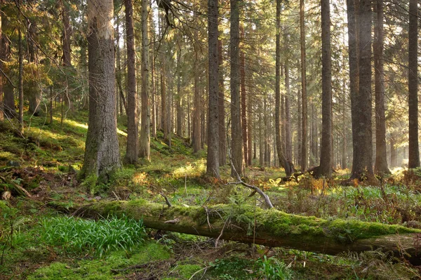 Красивый зеленый лес с солнечным светом — стоковое фото