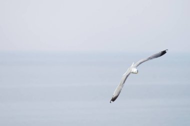 Bulutlu beyaz gökyüzü uçan martı