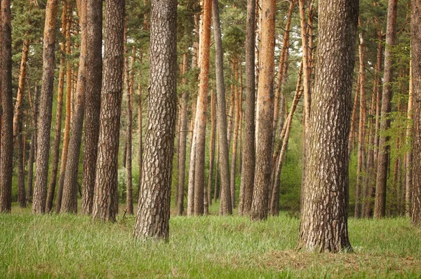 Hermoso bosque verde con pinos y hierba —  Fotos de Stock