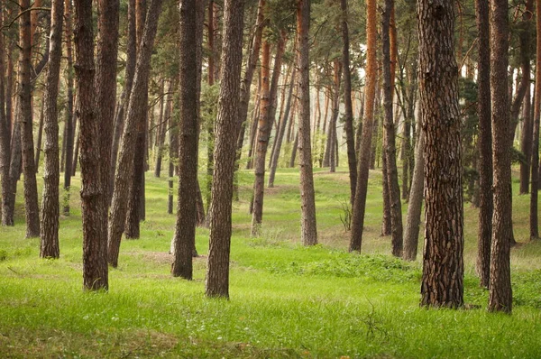 Bela floresta verde com pinheiros e grama — Fotografia de Stock