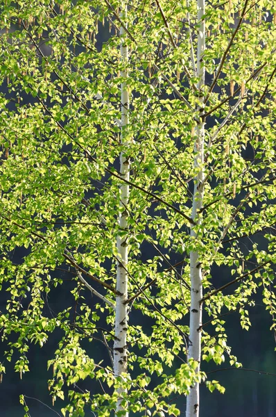 Bosque de bétula na primavera — Fotografia de Stock