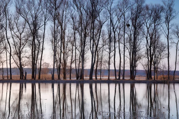 Árboles parados en el agua durante un manantial de agua — Foto de Stock