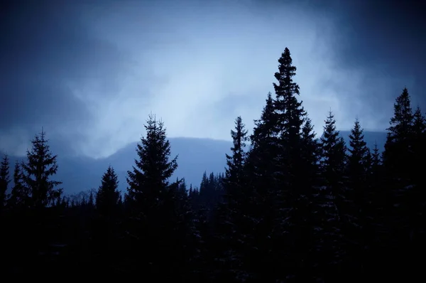 Montanhas de inverno e abetos acima das nuvens ao nascer do sol — Fotografia de Stock