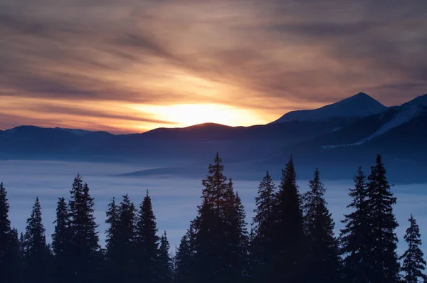 Montañas de invierno y abetos sobre las nubes al amanecer — Foto de Stock