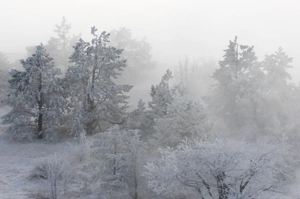 Pinheiros na neve de inverno — Fotografia de Stock