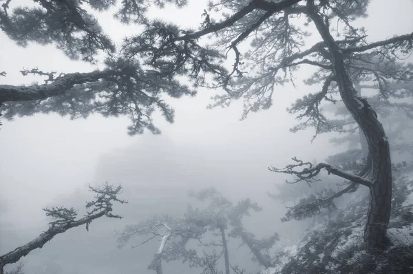 Pinheiros na neve de inverno — Fotografia de Stock