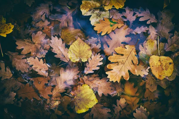 Folhas caídas na superfície da água — Fotografia de Stock
