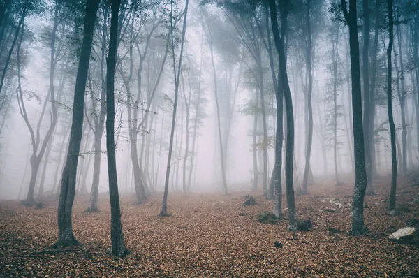 Magic and foggy morning beech forest