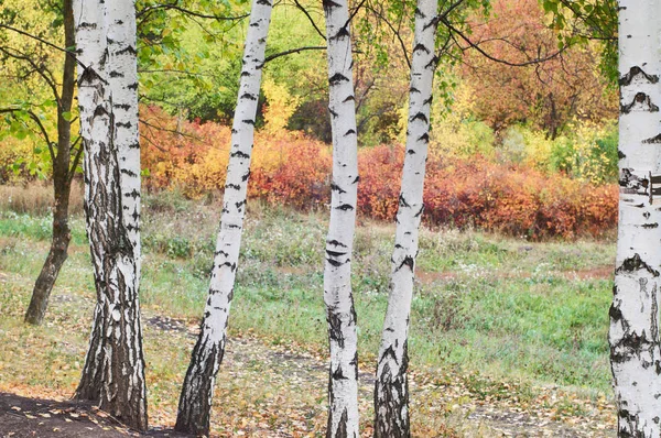 Jesienne tło lasu brzozowego — Zdjęcie stockowe