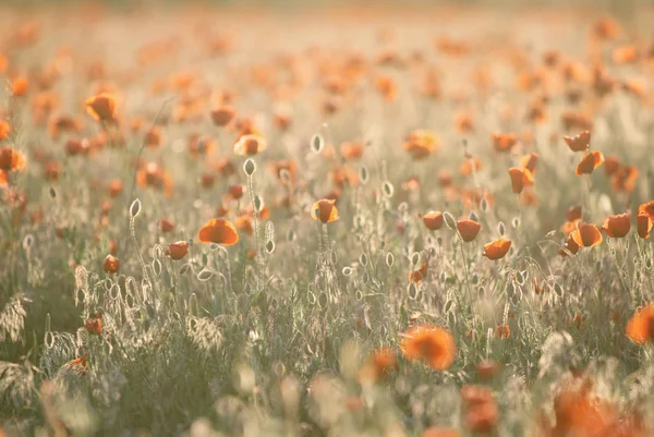 Red poppy flowers field at sunset — Stock Photo, Image