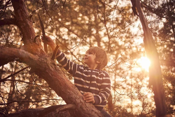 Gelukkig Jongen Zitten Hoog Boven Een Pijnboom Bij Zonsondergang — Stockfoto