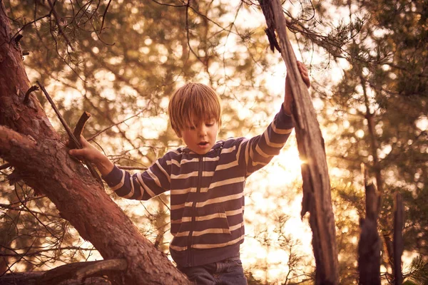 Niño Feliz Sentado Alto Pino Atardecer — Foto de Stock