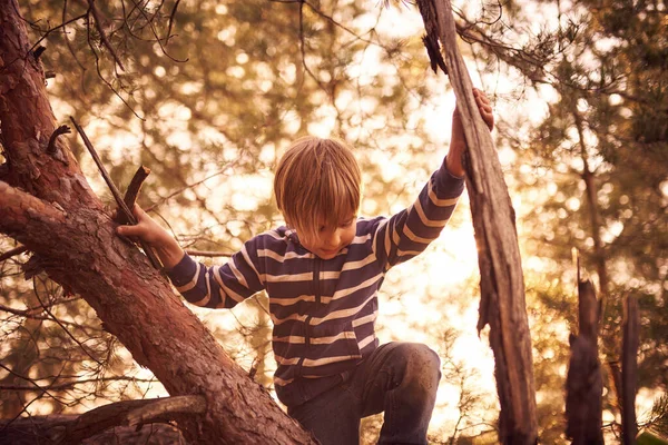 Gelukkig Jongen Zitten Hoog Boven Een Pijnboom Bij Zonsondergang — Stockfoto