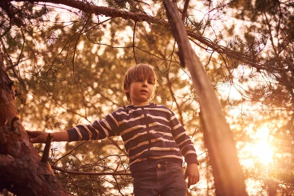 Щасливий Хлопчик Сидить Високо Сосновому Дереві Заході Сонця — стокове фото