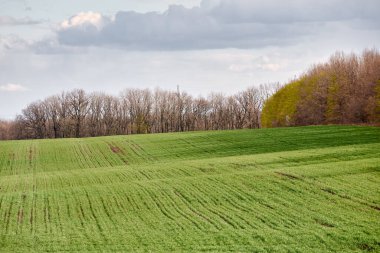 Ormanlı yeşil çayır ve mavi gökyüzü.
