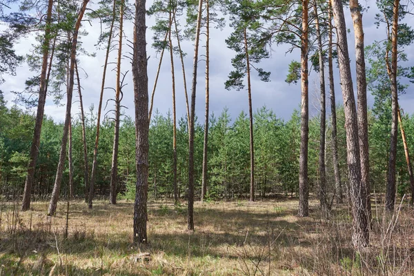 Bosque Pinos Bajo Cielo Azul Profundo —  Fotos de Stock