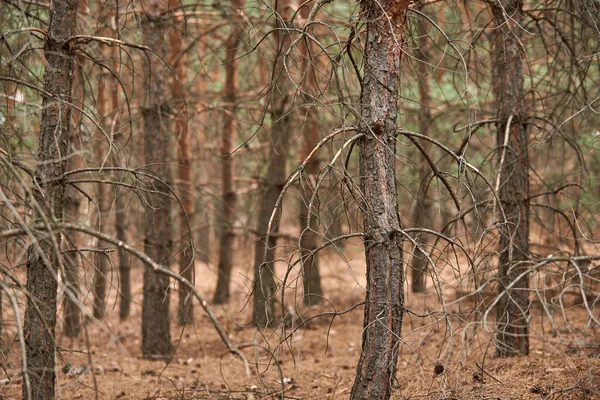 소나무 줄기를 클로즈업하는 — 스톡 사진