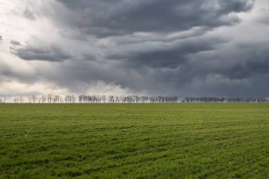 Yeşil çayır ve mavi gökyüzü ufukta ağaçlarla.