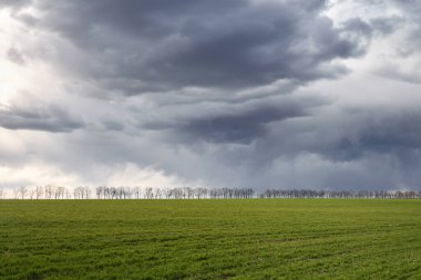 Yeşil çayır ve mavi gökyüzü ufukta ağaçlarla.