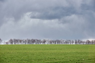 Yeşil çayır ve mavi gökyüzü ufukta ağaçlarla.