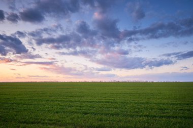 Yeşil çayır ve mavi gökyüzü gün batımında bulutlarla.