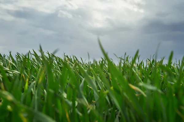 Gras Und Bewölkter Himmel Sommertagen — Stockfoto