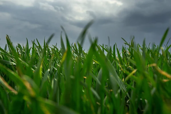 Gras Und Bewölkter Himmel Sommertagen — Stockfoto